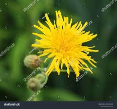 Attēlu rezultāti vaicājumam “Leontodon autumnalis”