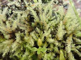 Attēlu rezultāti vaicājumam “Pohlia wahlenbergii var. calcarea”