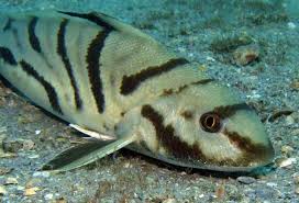 Image result for Menticirrhus saxatilis