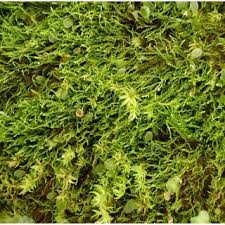 Attēlu rezultāti vaicājumam “Campylophyllum sommerfeltii”