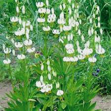 Image result for Lilium martagon Alba