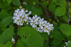 Attēlu rezultāti vaicājumam “Padus avium fruit”