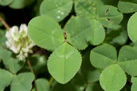Attēlu rezultāti vaicājumam “Trifolium repens fruit”