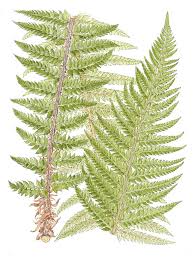 Attēlu rezultāti vaicājumam “Polystichum aculeatum”
