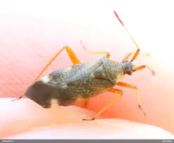 Attēlu rezultāti vaicājumam “Closterotomus biclavatus imago”