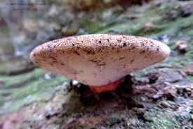 Attēlu rezultāti vaicājumam “Fistulina hepatica”