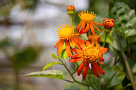 Attēlu rezultāti vaicājumam “Chenopodium acerifolium flower”