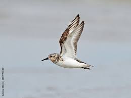 Attēlu rezultāti vaicājumam “Calidris alba”