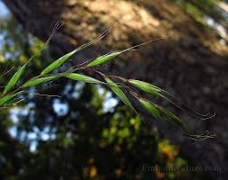 Attēlu rezultāti vaicājumam “Elymus caninus”