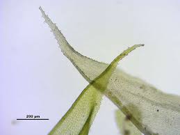 Attēlu rezultāti vaicājumam “Antitrichia curtipendula macro”