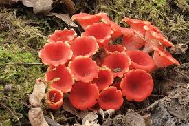 Attēlu rezultāti vaicājumam “Microstoma protracta”