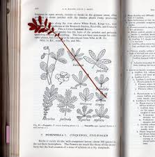 Attēlu rezultāti vaicājumam “Potentilla argentea fruit”