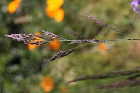 Attēlu rezultāti vaicājumam “Festuca rubra subsp. rubra leaf”