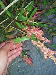 Attēlu rezultāti vaicājumam “Atriplex littoralis leaf”