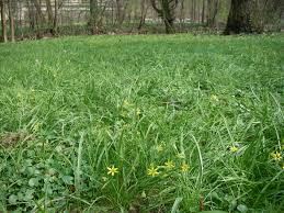 Attēlu rezultāti vaicājumam “Gagea pratensis”