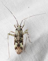 Attēlu rezultāti vaicājumam “Phytocoris tiliae imago”