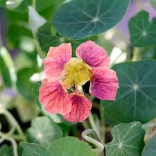 Image result for Tropaeolum minus