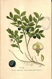 Attēlu rezultāti vaicājumam “Vaccinium myrtillus”
