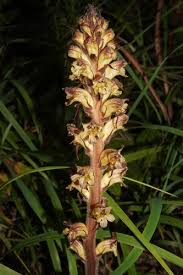 Attēlu rezultāti vaicājumam “Orobanche reticulata flower”