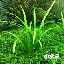 「扭蘭」的圖片搜尋結果