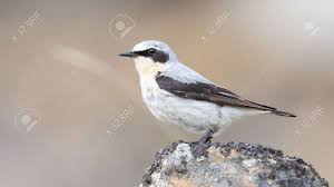 Attēlu rezultāti vaicājumam “Oenanthe oenanthe male”