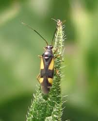 Attēlu rezultāti vaicājumam “Dryophilocoris flavoquadrimaculatus”