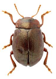 Attēlu rezultāti vaicājumam “Chrysolina staphylaea”