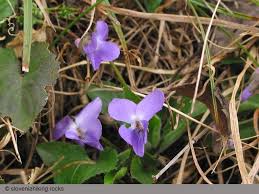 Attēlu rezultāti vaicājumam “Viola hirta”