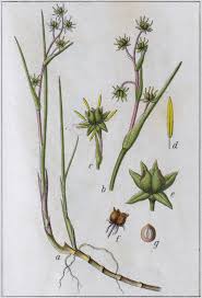 Attēlu rezultāti vaicājumam “Scheuchzeria palustris fruit”