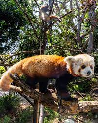 Attēlu rezultāti vaicājumam “Laurilia sulcata”