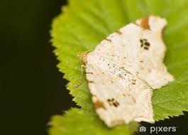 Attēlu rezultāti vaicājumam “Macaria notata”