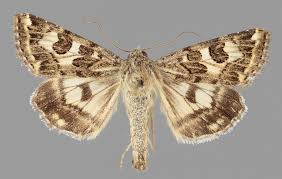 Attēlu rezultāti vaicājumam “Protoschinia scutosa”