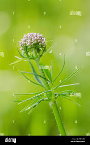 Attēlu rezultāti vaicājumam “Valeriana officinalis bud”