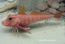Image result for Chelidonichthys cuculus