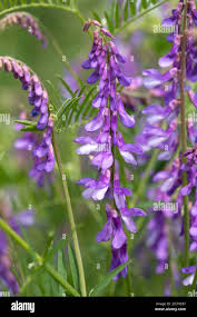 Attēlu rezultāti vaicājumam “Vicia tenuifolia flower”