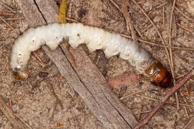 Attēlu rezultāti vaicājumam “Hepialidae”