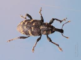 Attēlu rezultāti vaicājumam “Hylobius abietis”