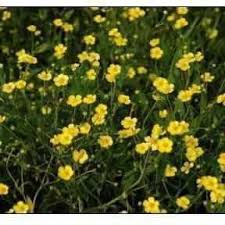 Attēlu rezultāti vaicājumam “Ranunculus flammula”