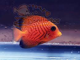 Image result for Ctenochaetus hawaiiensis