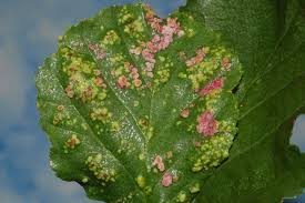 Attēlu rezultāti vaicājumam “Eriophyes laevis”