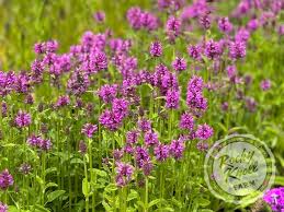 Attēlu rezultāti vaicājumam “Stachys officinalis”