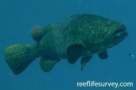 Image result for Epinephelus costae