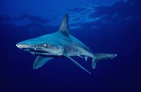 Image result for Carcharhinus plumbeus