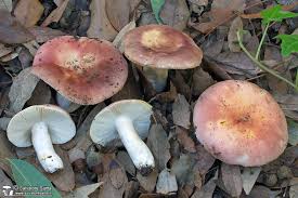 Attēlu rezultāti vaicājumam “Russula vesca”