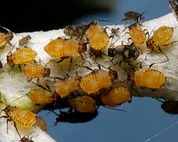 Attēlu rezultāti vaicājumam “Chaitophorus populeti”