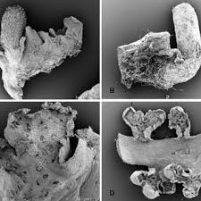 Attēlu rezultāti vaicājumam “Dicranella schreberiana sporophyte”