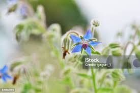 Attēlu rezultāti vaicājumam “Borago officinalis bud”