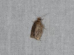 Attēlu rezultāti vaicājumam “Pandemis heparana”