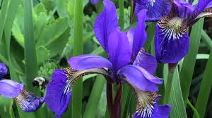 Attēlu rezultāti vaicājumam “Vibrissea decolorans”