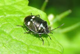 Attēlu rezultāti vaicājumam “Eurydema oleracea imago”